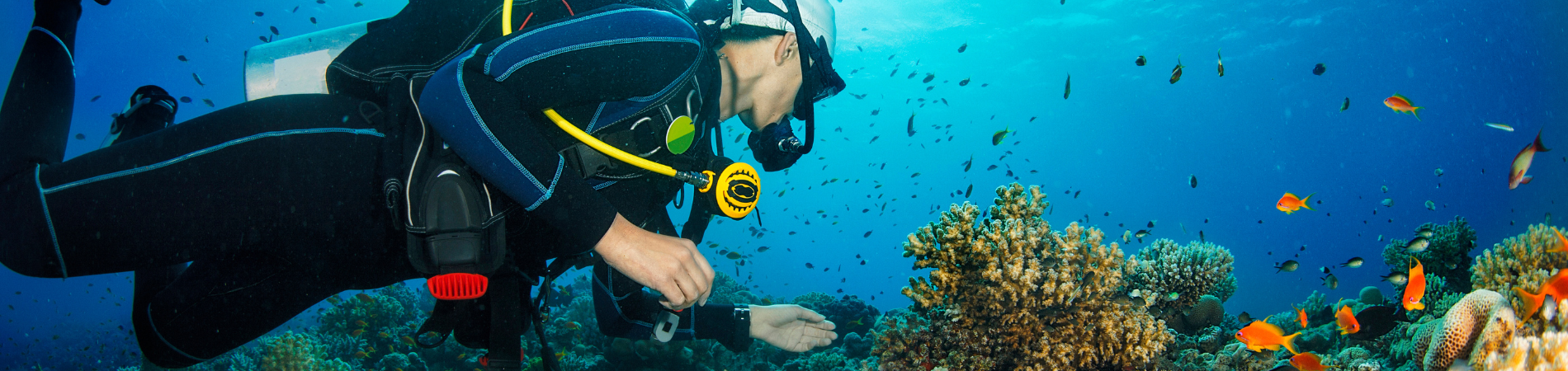 ISLAS CANARIAS el hierro BUCEO-ofertas de viaje.es